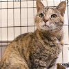 adoptable Cat in washington, IN named Spice Girl