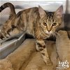 adoptable Cat in washington, DC named Gibberish