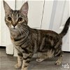 adoptable Cat in , DC named Gibberish