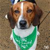 adoptable Dog in washington, DC named Kalmia
