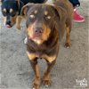 adoptable Dog in  named Wesson