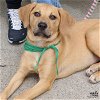 adoptable Dog in , DC named Paradise