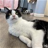 adoptable Cat in washington, IN named Reggie