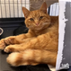 adoptable Cat in , DC named Danny Boy