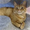 adoptable Cat in , DC named Danny Boy