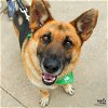 adoptable Dog in washington, DC named Chet