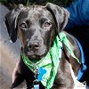 adoptable Dog in , DC named Gremlin