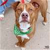 adoptable Dog in washington, DC named Cobblestone