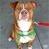 adoptable Dog in , DC named Cobblestone