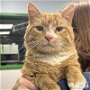 adoptable Cat in washington, dc, DC named August