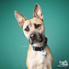 adoptable Dog in Washington, DC named Colton