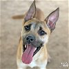 adoptable Dog in , DC named Colton