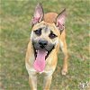 adoptable Dog in , DC named Colton