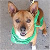 adoptable Dog in washington, DC named Wazowski