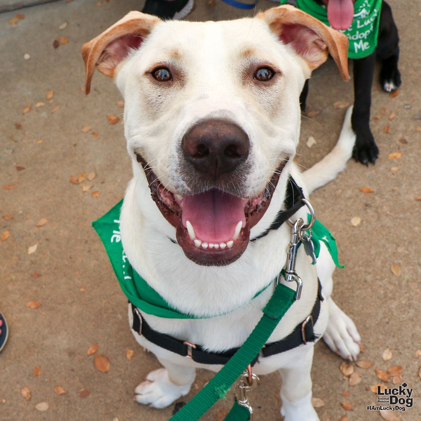 adoptable Dog in Washington, DC named Laufer