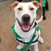 adoptable Dog in , DC named Laufer