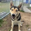 adoptable Dog in , DC named Sitka