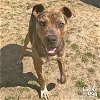 adoptable Dog in washington, DC named Ridgecrest