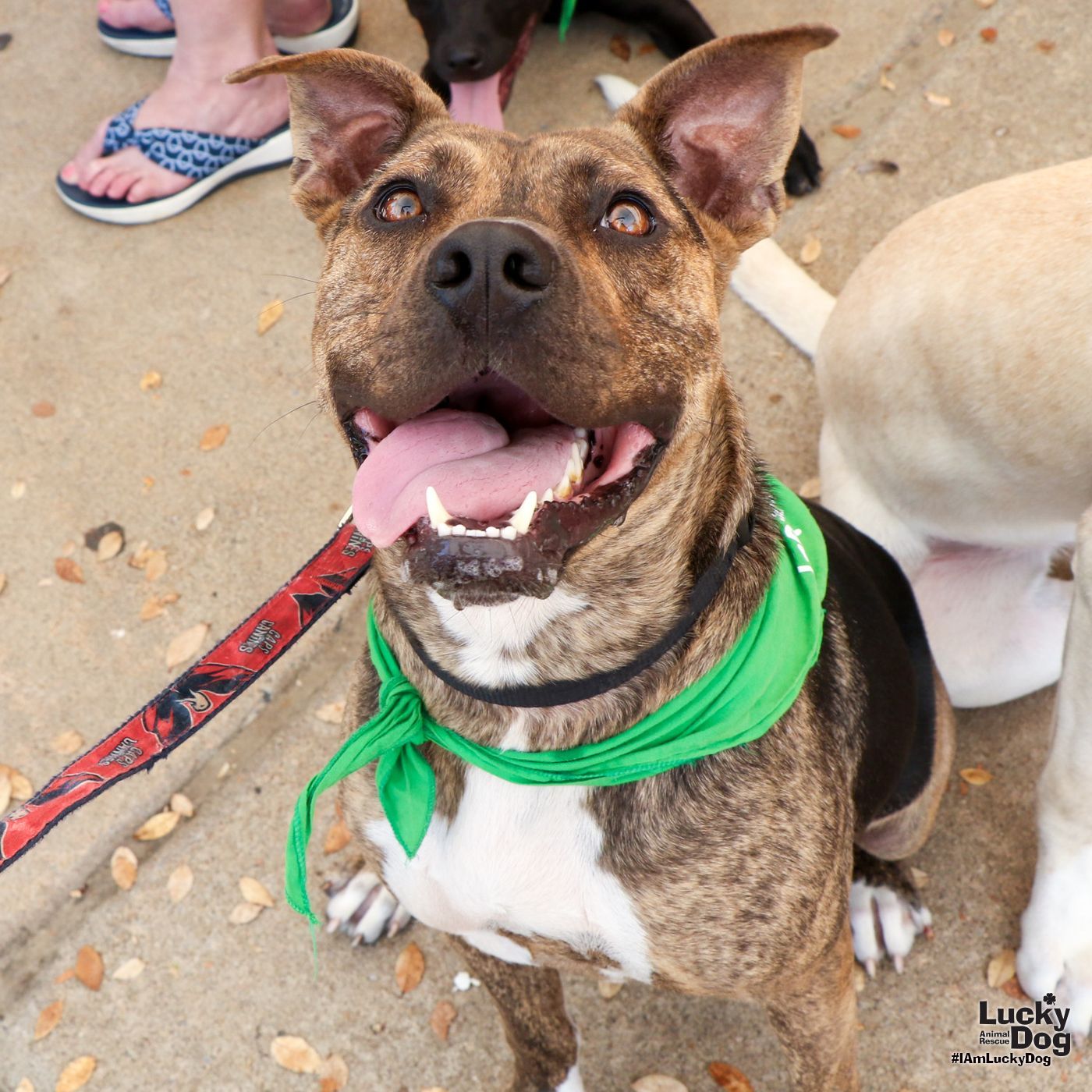 adoptable Dog in Washington, DC named Ridgecrest