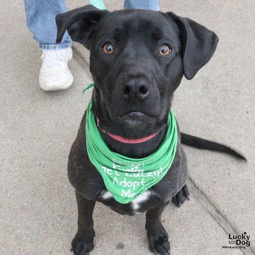 THATCHER - Labrador Retriever / Hound available for adoption