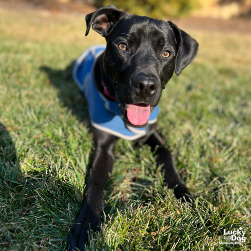 THATCHER - Labrador Retriever / Hound available for adoption