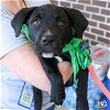 adoptable Dog in , DC named Tradd