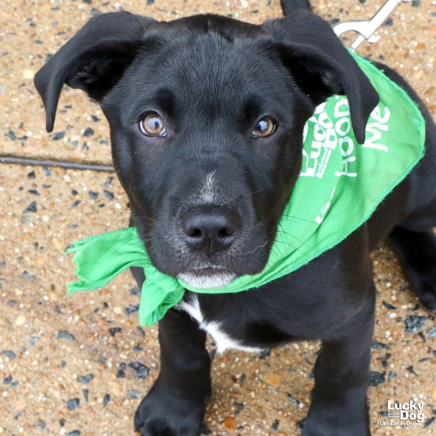 adoptable Dog in Washington, DC named Tradd