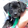 adoptable Dog in , DC named Tennyson