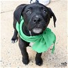 adoptable Dog in , DC named Teapot