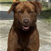 adoptable Dog in , DC named Ollie