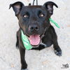 adoptable Dog in , DC named Adina