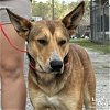 adoptable Dog in washington, DC named Finn