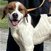 adoptable Dog in washington, IN named Bluff
