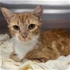 adoptable Cat in , DC named Peaches