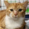 adoptable Cat in washington, IN named Peaches