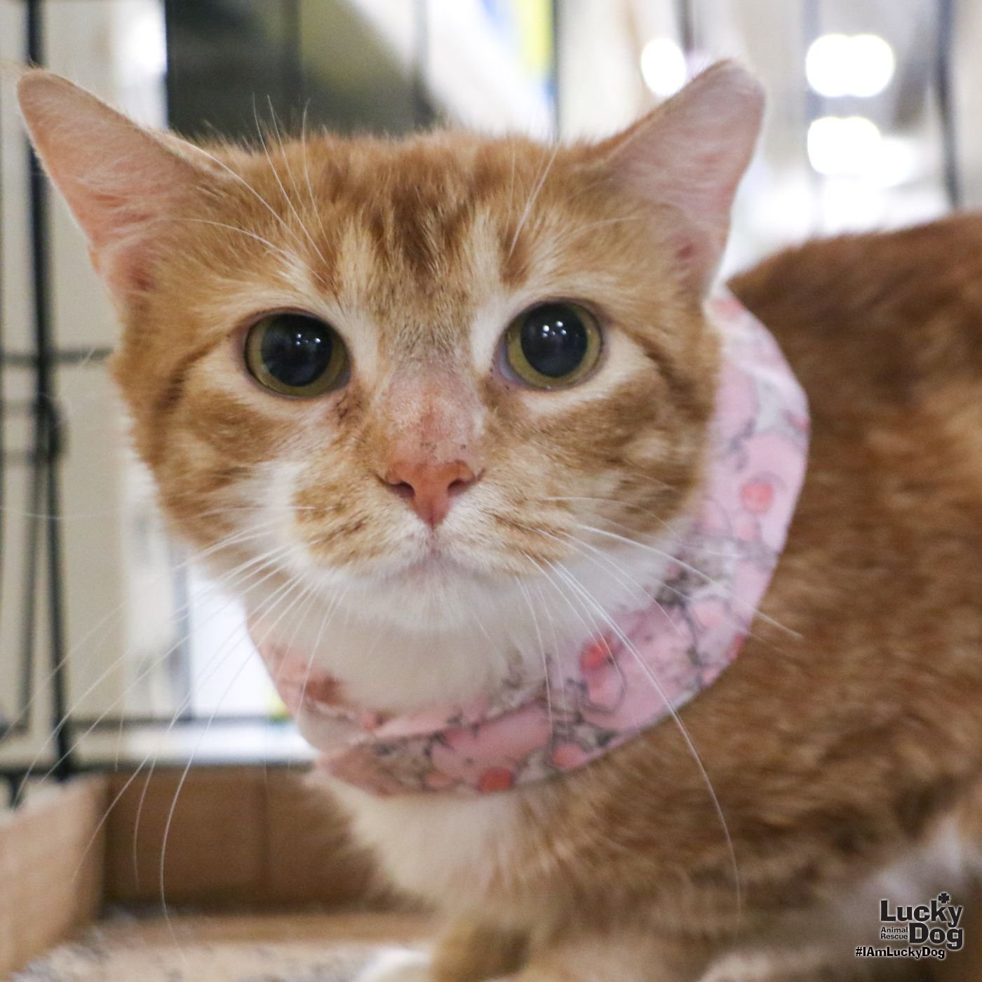 adoptable Cat in Washington, DC named Peaches