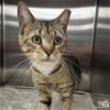 adoptable Cat in , DC named Tessa