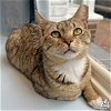 adoptable Cat in , DC named Tessa