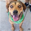 adoptable Dog in , DC named Pine