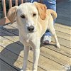 adoptable Dog in washington, dc, DC named Bailey
