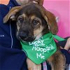 adoptable Dog in , DC named Gisela