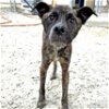 adoptable Dog in washington, dc, DC named Austin