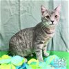 adoptable Cat in washington, DC named Abner