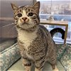 adoptable Cat in washington, IN named Bon Jovi