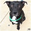 adoptable Dog in , DC named Shadow
