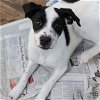 adoptable Dog in , DC named Bunny