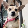 adoptable Dog in washington, dc, DC named Blanche