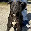 adoptable Dog in washington, DC named Cohen