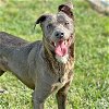 adoptable Dog in , DC named Cohen