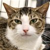 adoptable Cat in , DC named Fig